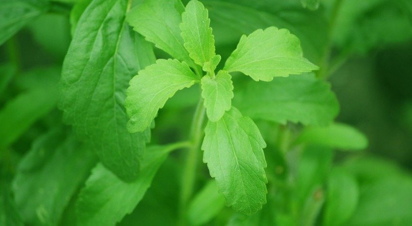 Stevia é benéfica para o controle do diabetes