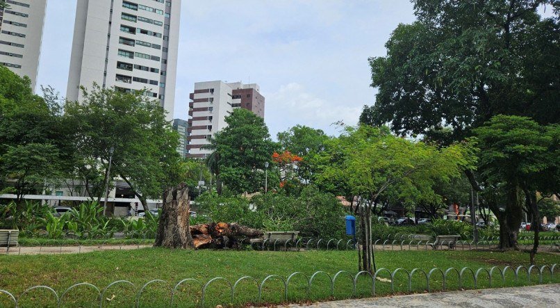 Árvore tomba na Praça de Casa Forte após chuvas