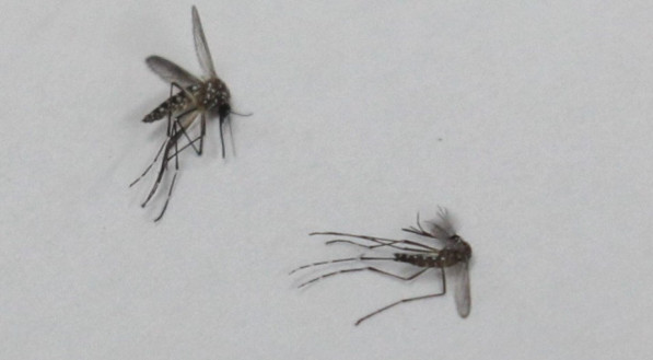 Aedes aegypti transmite zika, dengue e chicungunha