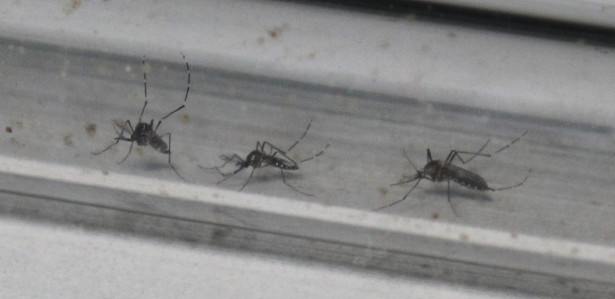 Dengue - Mosquito - Larvas - Zika - Chikungunya - Aedes aegypti - Fio Cruz - Insetário - Recife 