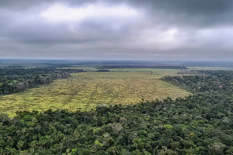 Amazônia e Cerrado registram queda de 11% no desmatamento