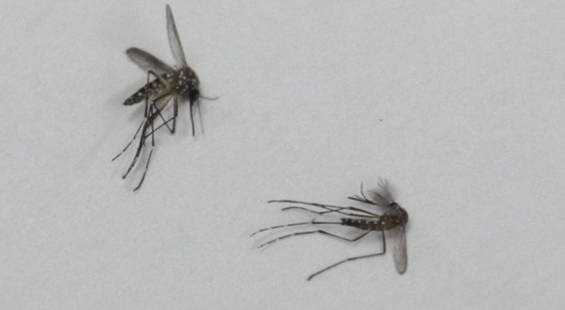 Aedes aegypti transmite zika, dengue e chicungunha