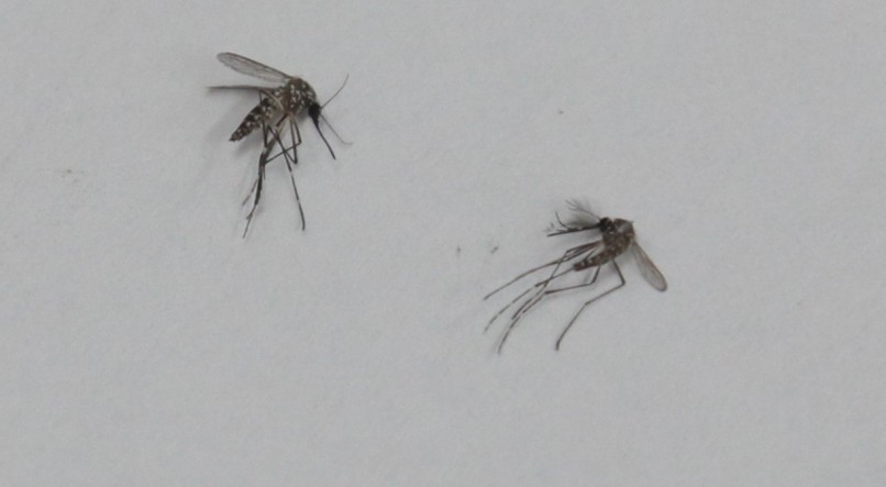 Medida contra a dengue em Natal dura 90 dias