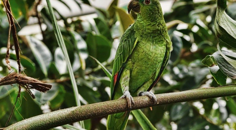 O papagaio é um dos pássaros domesticáveis