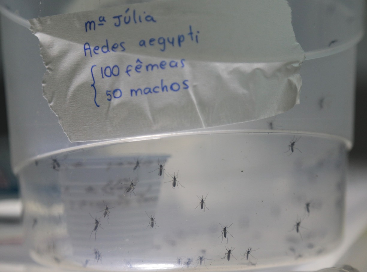 Recife tem aumento de 85% nos casos prováveis de dengue, zika e chikungunya