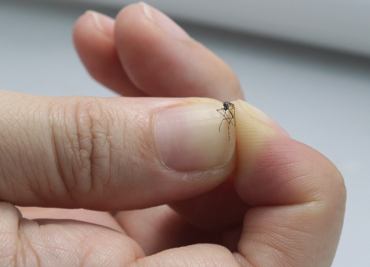 Epidemia de dengue supera 1 milhão de casos em 2 meses; são 214 mortes