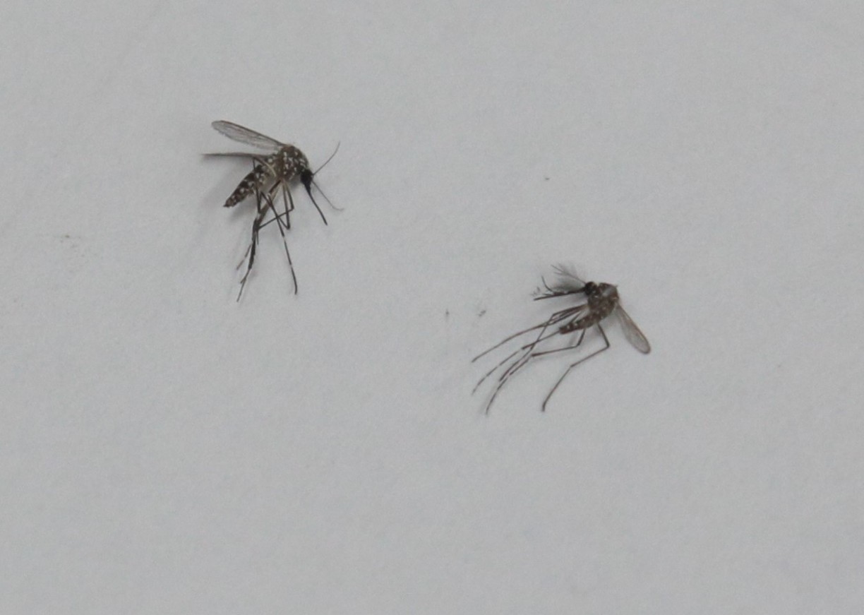 Epidemia de dengue faz Natal decretar emergência em saúde