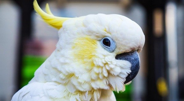 Cacatua