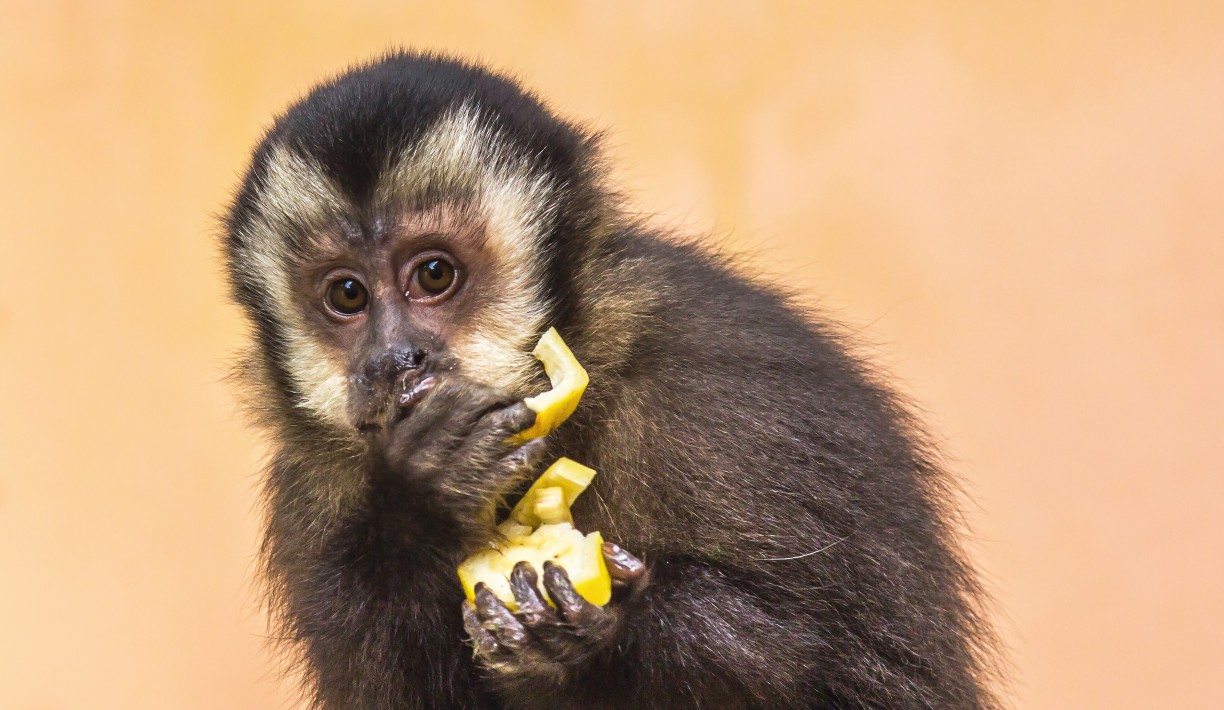 Macaco de estimação: Tudo o que você precisa saber antes de ter um macaco-prego ou sagui