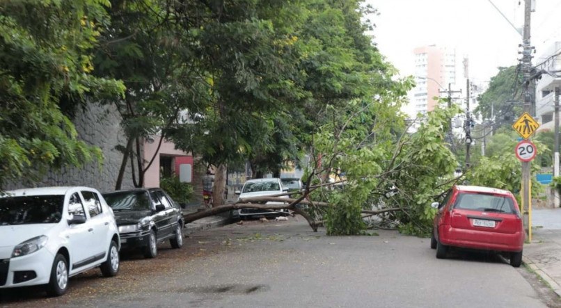 Queda de árvores do Recife interrompendo fornecimento de energia