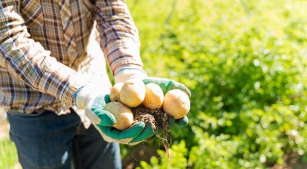 Batata yacon pode ser mais benéfica que batata comum