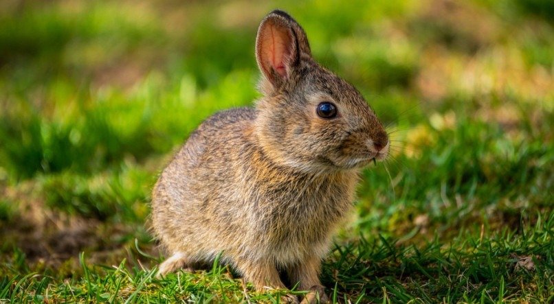 O coelho é um animal domesticável