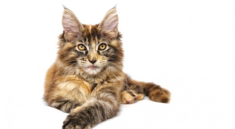 maine coon