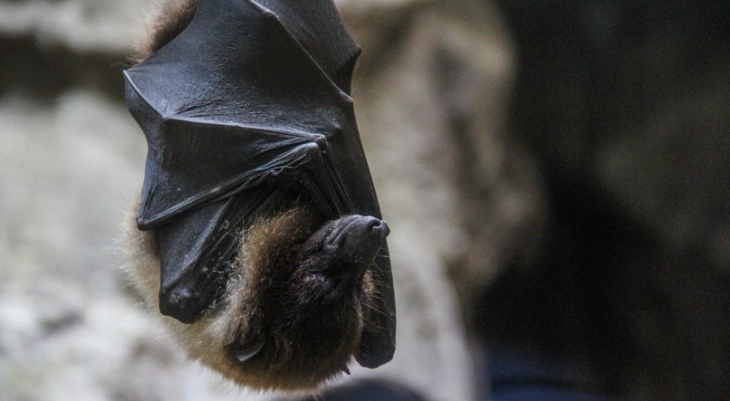 Em 2023, foram identificados 15 morcegos com testes positivos para a raiva, segundo levantamento da pasta
