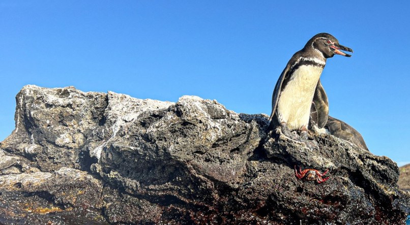 Vírus da gripe aviária foi detectado pela primeira vez em pinguins e corvos-marinhos na Antártica
