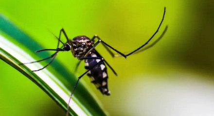 Em 2024, até o momento, foram notificados 1.725 casos suspeitos de arboviroses (1.348 de dengue, 335 de chikungunya e 42 de zika)