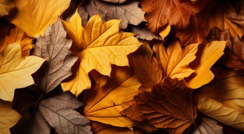 Folhas de outono secas na natureza