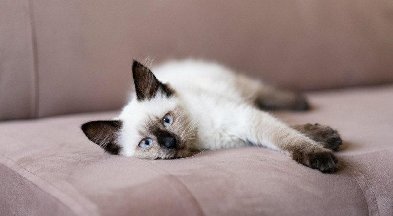 Conheça a forma mais simples e prática de limpar xixi de gato do sofá.