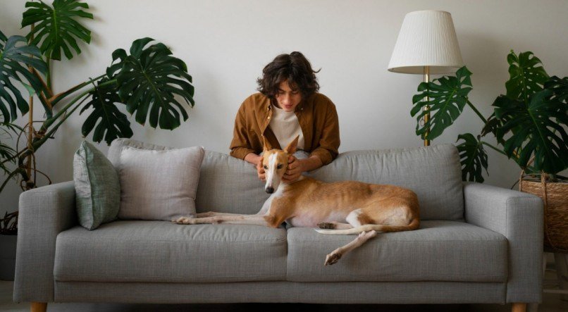 Conheça a melhor forma de limpar xixi de cachorro do sofá.