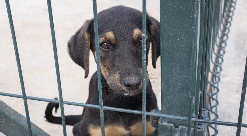 Escolha uma mensagem sobre o Dia dos Animais de Rua para enviar a amigos e familiares e conscientizar sobre a situação