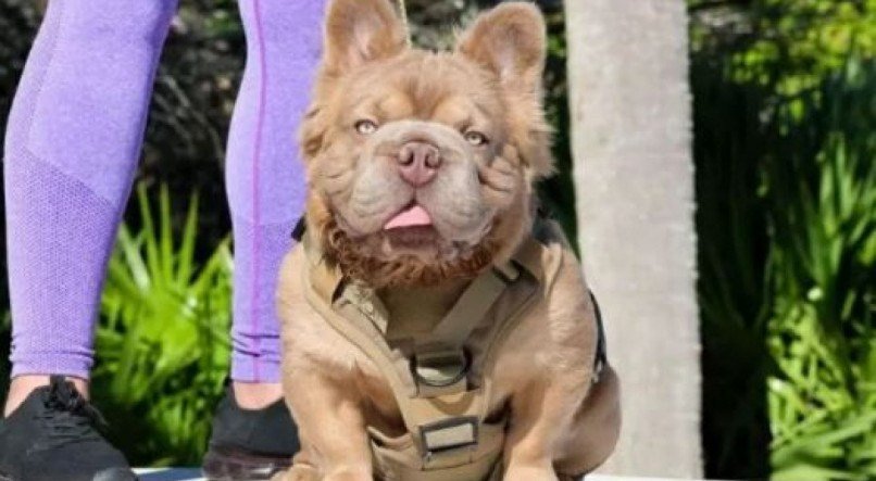 Imagem: Rope Daddy, considerado o cachorro mais valioso do mundo.