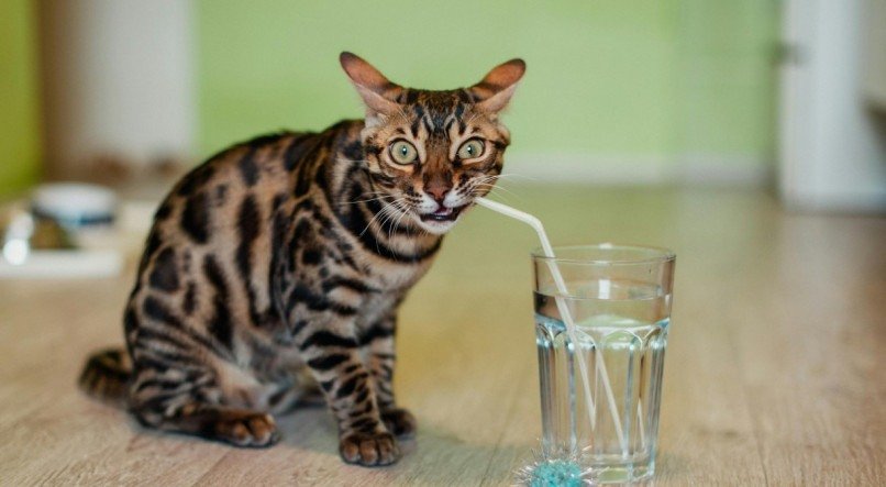 Gatos não possuem o apto de beber água.