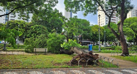 Mais uma árvore tomba na Praça de Casa Forte