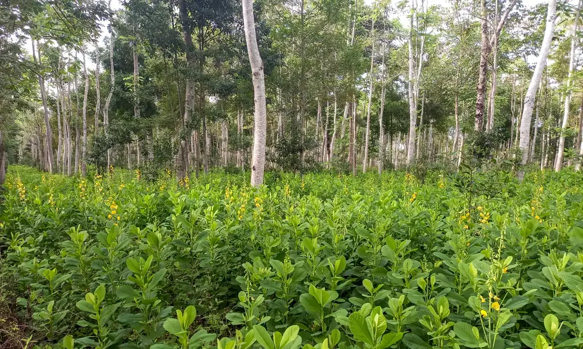 Vegetação nativa 