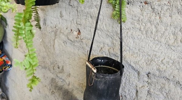 Ovitrampas consistem em balde preto e solução com larvicida. Elas simulam o ambiente ideal para depósito de ovos pelo Aedes aegypti