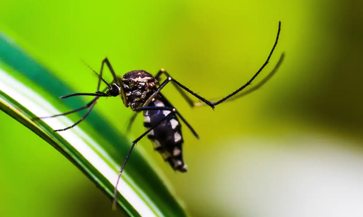 Mosquito da dengue, Aedes aegypti, pousado em uma folha. Imagem ilustrativa para falar sobre casos de dengue no Brasil
