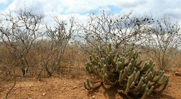 Gustavo Krause: a Caatinga vive