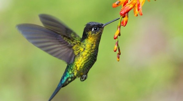 Imagem de um beija-flor 