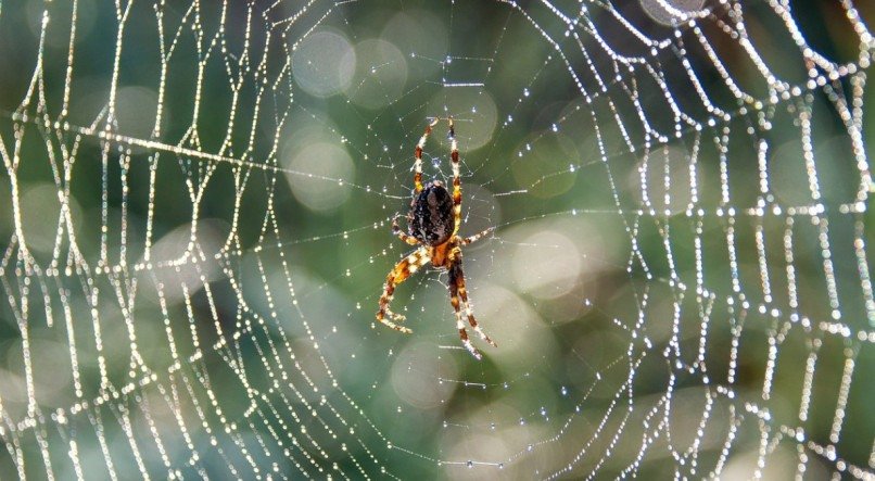 Aranha em uma teia