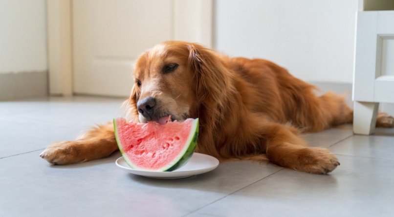 Imagem de cachorro comendo melancia