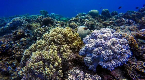 Imagem ilustrativa de corais