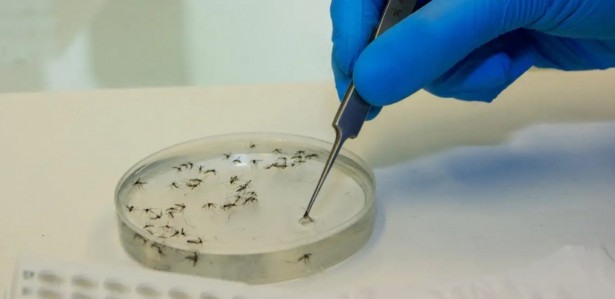 Ministério da Saúde confirma duas mortes por febre oropouche no País, as primeiras do mundo