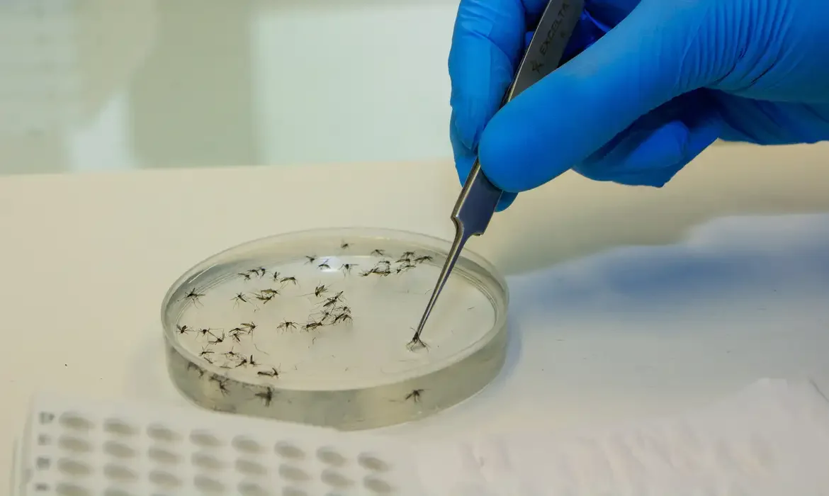 Aedes aegypti transmite dengue, zika e chikungunya