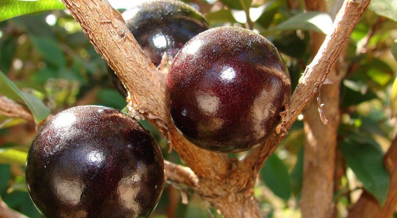 A jaboticaba é uma fruta comum no Brasil e está associada a benefícios para quem a consome