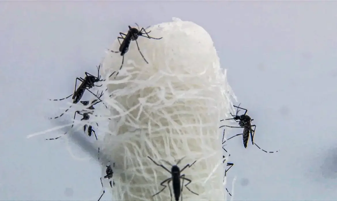 Até essa segunda-feira (6), houve 233.566 casos prováveis de dengue e 139 óbitos confirmados em todo o estado do Rio
