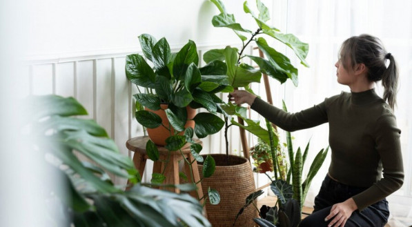 Mulher cuidando de plantas dentro de casa