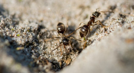 Imagem ilustrativa de formigas em casa