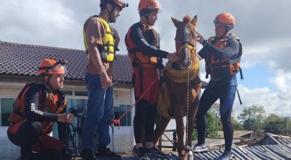 Batizado de Caramelo, cavalo &eacute; resgatado de cima de um telhado na cidade de Canoas (RS)