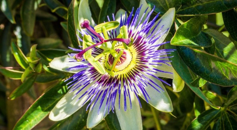 Passiflora é um ótimo remédio natural para ansiedade.