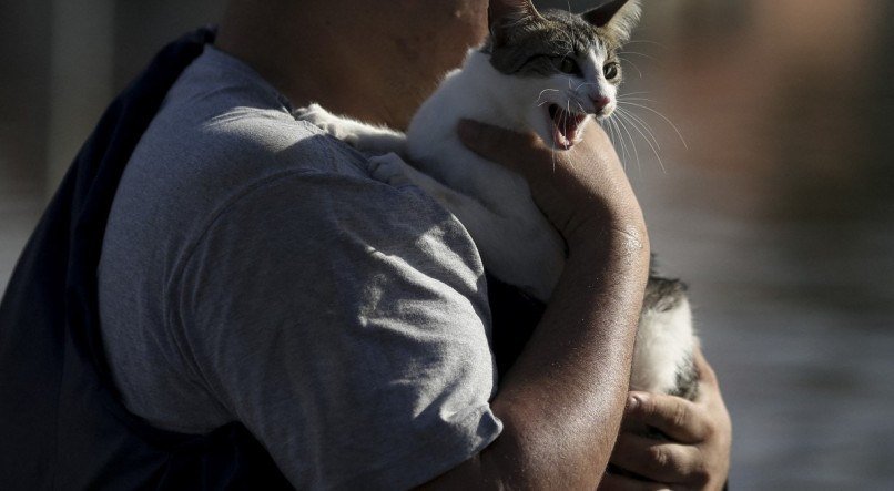 Centenas de animais são resgatados e levados para abrigos construídos em maio à tragédia