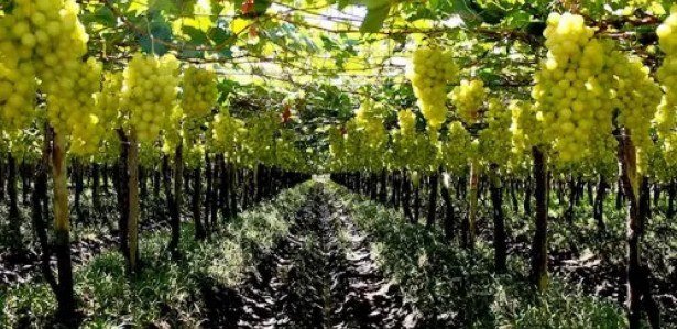 Produção de uvas no Vale do Rio São Francisco.
