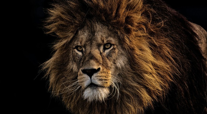 Imagem ilustrativa de um leão