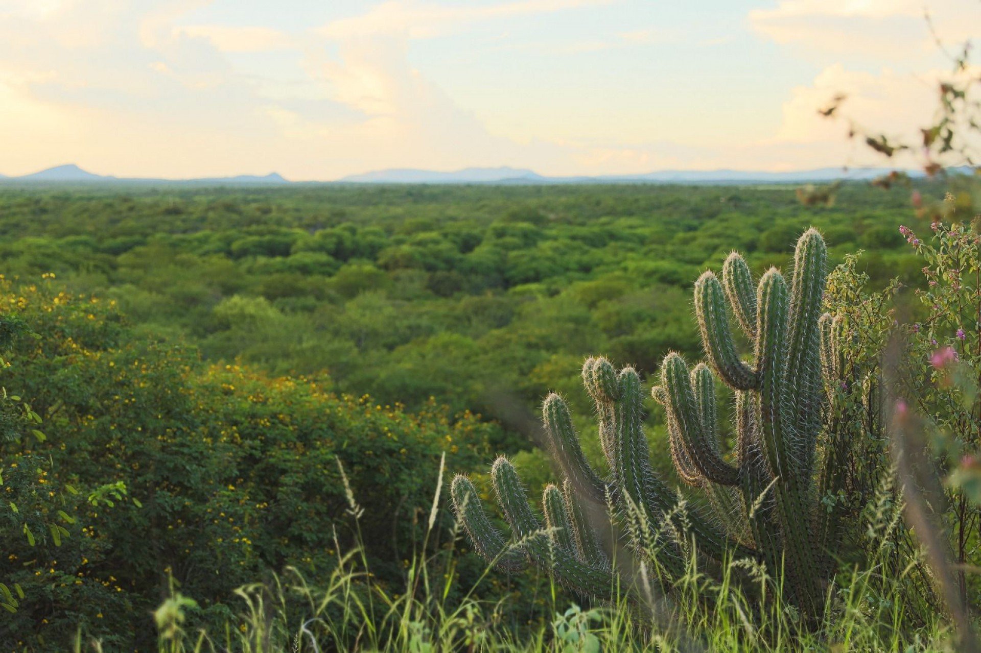 Como a Caatinga se tornou um laboratório natural de inovação biológica