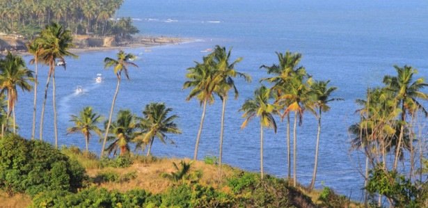 Na imagem, vegetação costeira margeando a Praia de Guadalupe