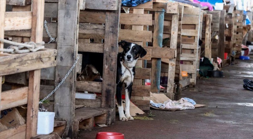 De acordo com a Defesa Civil do estado, desde o início da calamidade pública causada pelas chuvas, foram resgatados mais de 12,5 mil animais domésticos e silvestres