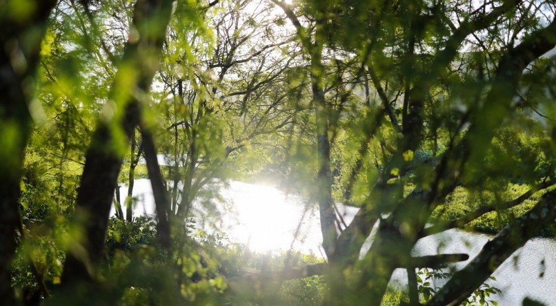 Mata Atlântica  é um dos biomas em evidência na Semana do Meio Ambiente